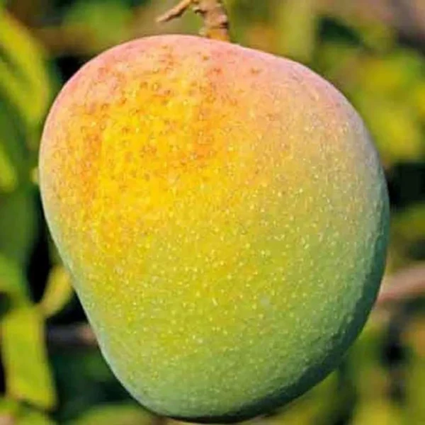 Badami Mango Grafted Organic Fruit Plant - Image 2