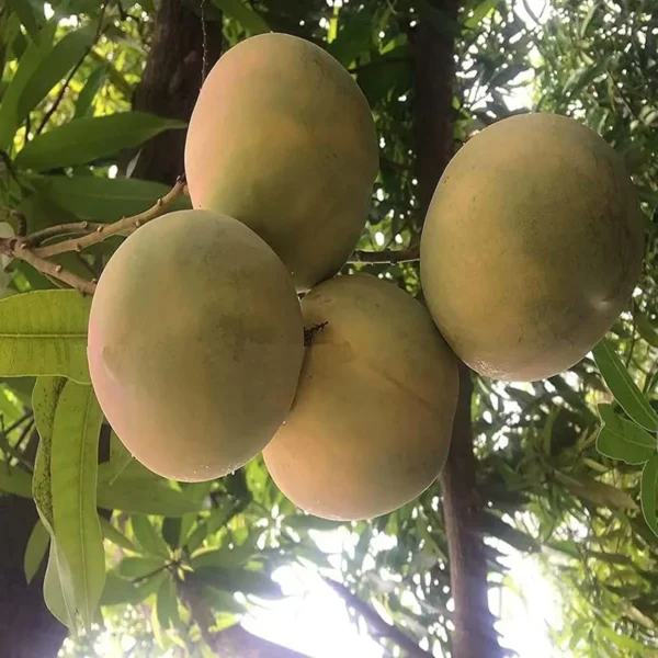Goa Mankurad Variety Grafted Aam Fruit Live Plants & Tree - Image 2
