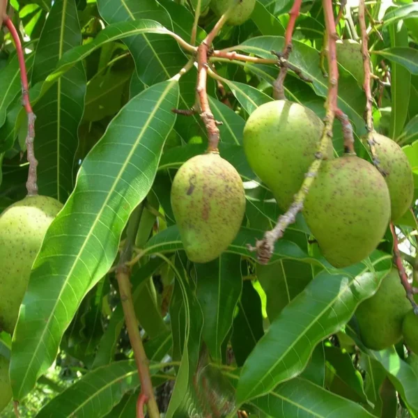 Goa Mankurad Variety Grafted Aam Fruit Live Plants & Tree - Image 3