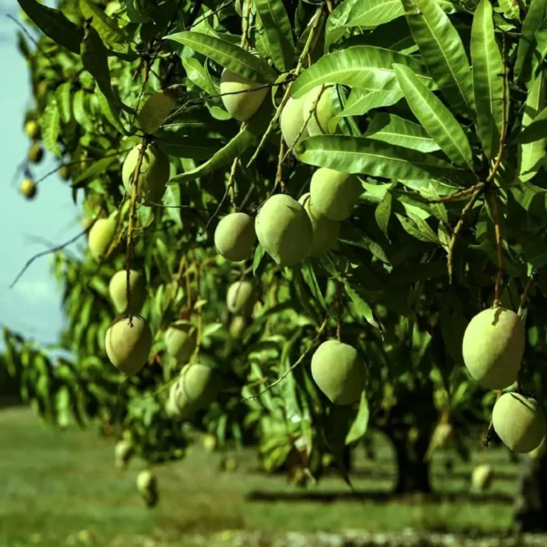 Goa Mankurad Variety Grafted Aam Fruit Live Plants & Tree - Image 4