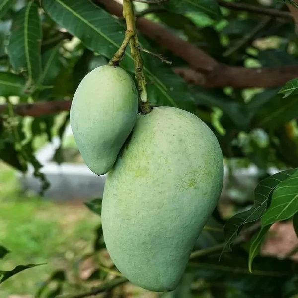Vastra All Time Mango Aam Grafted Fruit Live Plant - Image 2