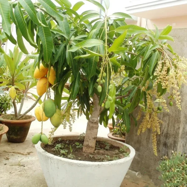 All Time Mango Fruit Organic Fruit Plants - Image 3