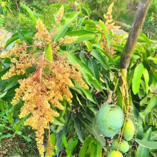 All Time Mango Fruit Organic Fruit Plants - Image 2