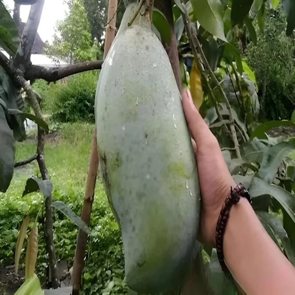 Nurjahan Noor Jahan Mango Aam Grafted Fruit Live Plant - Image 2