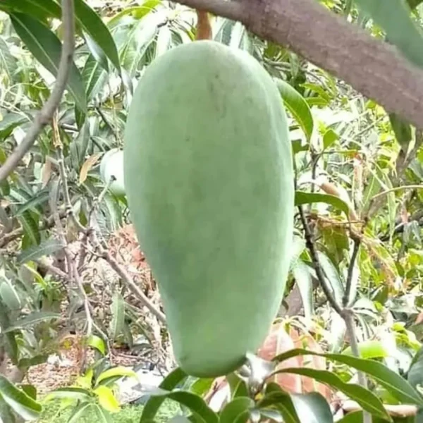 Nurjahan Noor Jahan Mango Aam Grafted Fruit Live Plant - Image 3