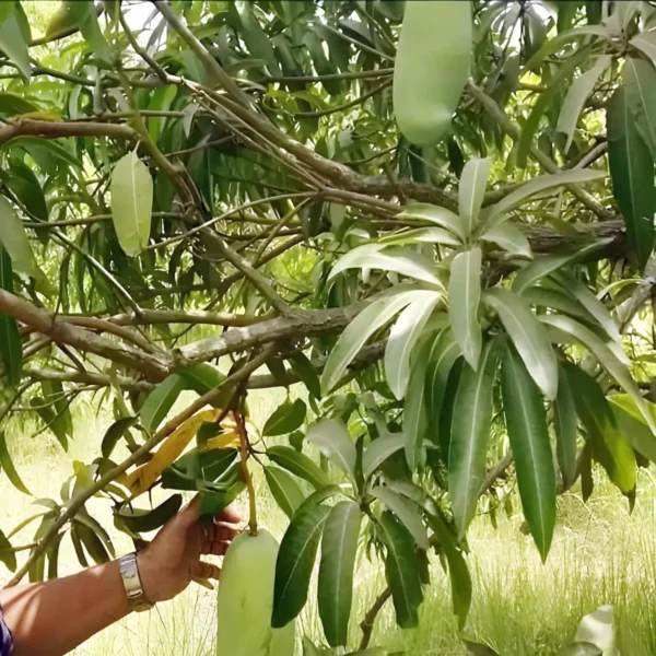 Nurjahan Noor Jahan Mango Aam Grafted Fruit Live Plant - Image 4