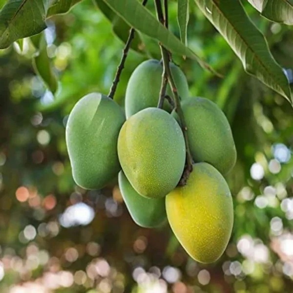 Kohitur Mango Aam Grafted Fruit Live Plant - Image 2