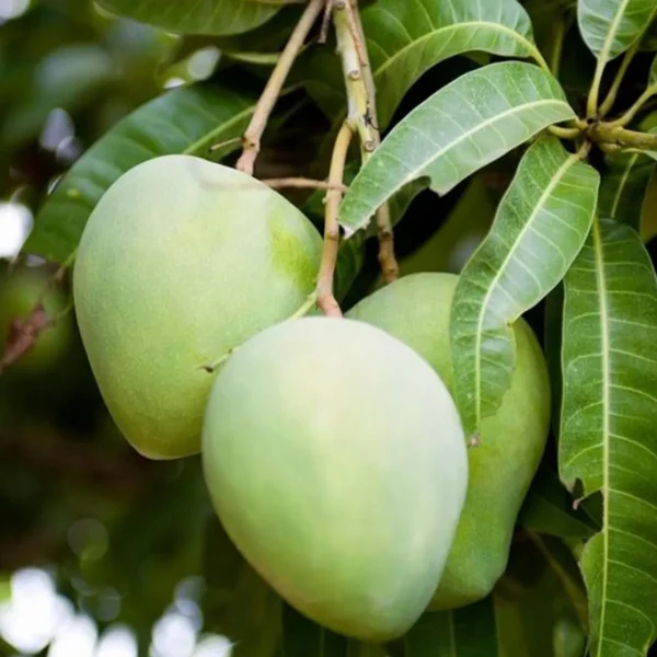 Kohitur Mango Aam Grafted Fruit Live Plant - Image 3