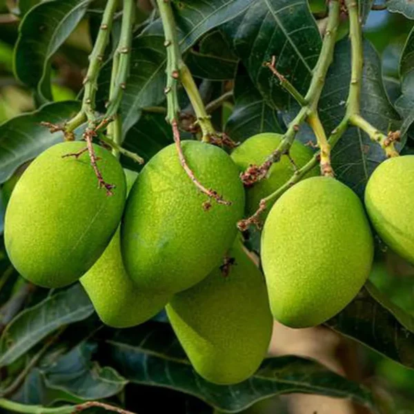 Kohitur Mango Aam Grafted Fruit Live Plant - Image 4
