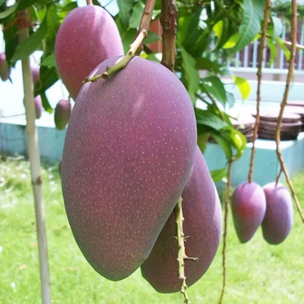 Bn 7 Mango Aam Grafted Fruit Live Plant - Image 4