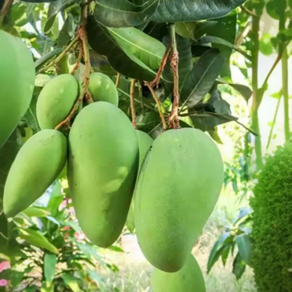 Saranga Mango Aam Grafted Fruit Live Plant - Image 2