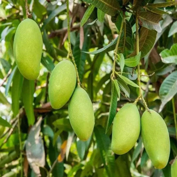 Saranga Mango Aam Grafted Fruit Live Plant - Image 3