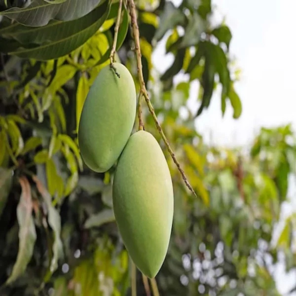 Saranga Mango Aam Grafted Fruit Live Plant - Image 4