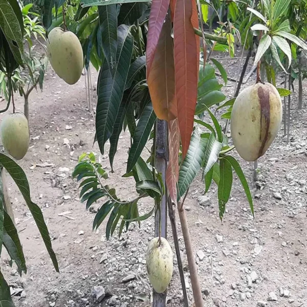 Gourmoti Mango Aam Grafted Fruit Live Plant - Image 2