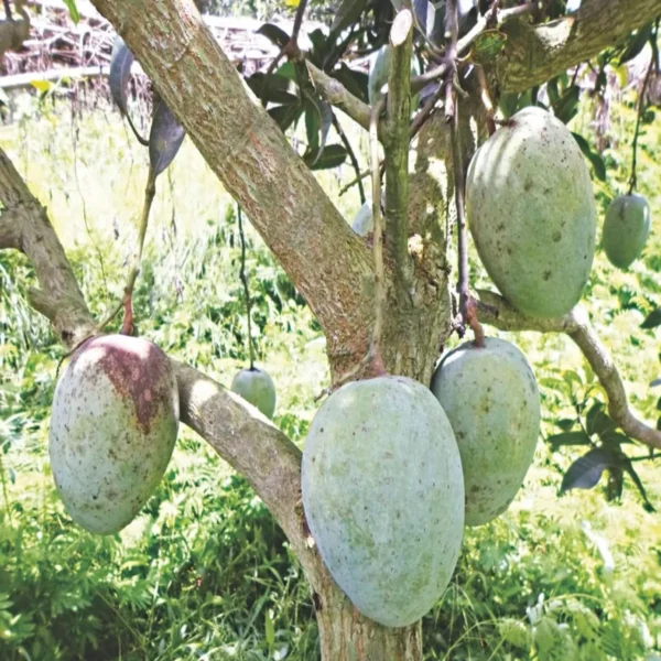 Gourmoti Mango Aam Grafted Fruit Live Plant - Image 3