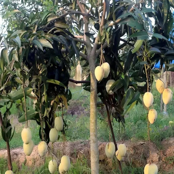Gourmoti Mango Aam Grafted Fruit Live Plant - Image 4