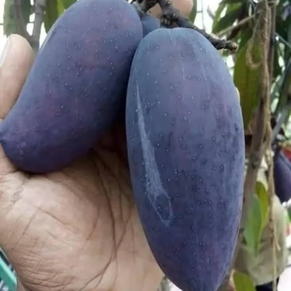 Kasturi Black Mango Grafted - Image 2