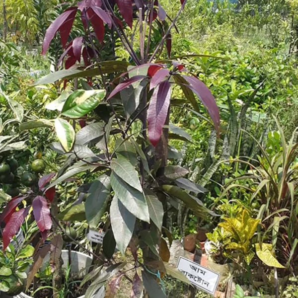 Kasturi Black Mango Grafted - Image 4