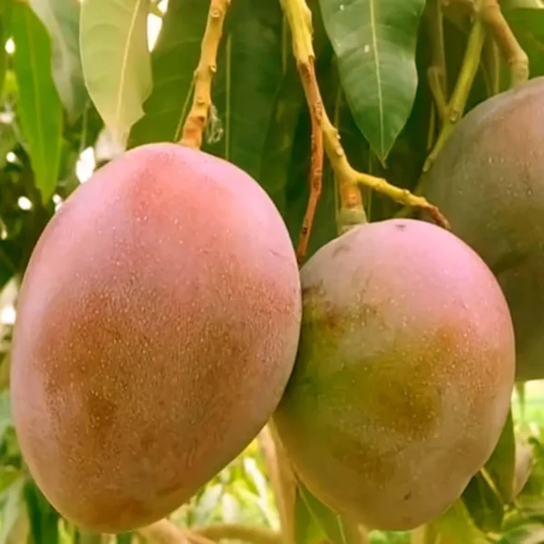 Palmer Mango Organic Fruit Plant - Image 2