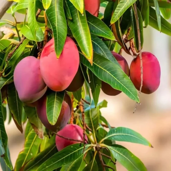 Palmer Mango Organic Fruit Plant - Image 3