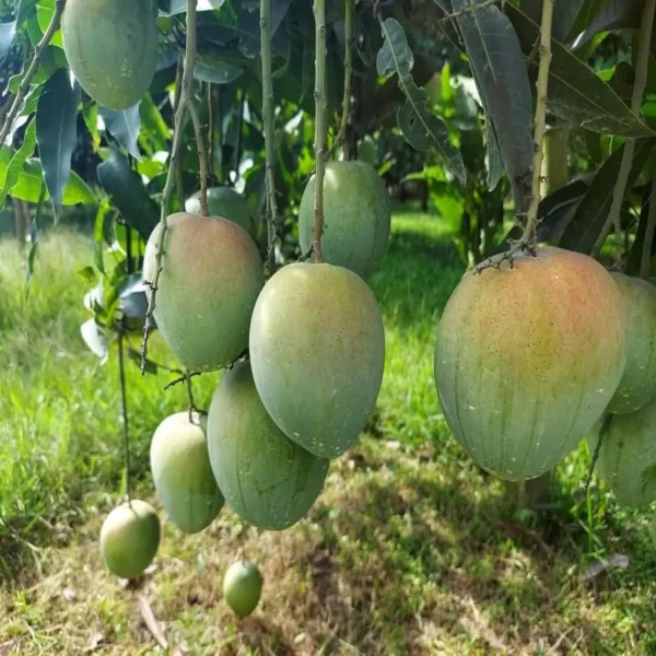 Bangladesh Bari 4 Mango Aam Grafted Fruit Live Plant - Image 2