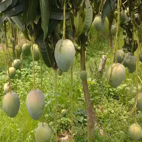 Bangladesh Bari 4 Mango Aam Grafted Fruit Live Plant - Image 3