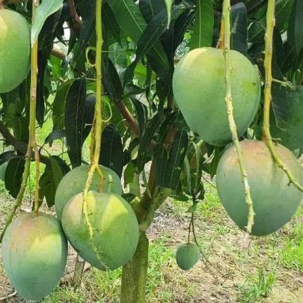 Bangladesh Bari 4 Mango Aam Grafted Fruit Live Plant - Image 4