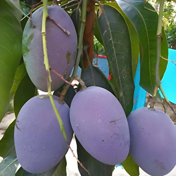 Blue Mango Aam Grafted Fruit Live Plant - Image 2