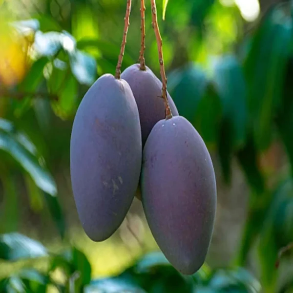 Purple Mango Grafted Live Plant - Image 2