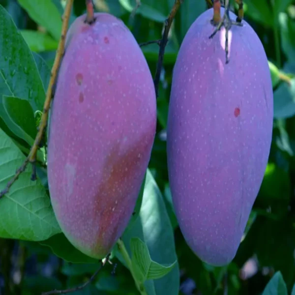 Purple Mango Grafted Live Plant - Image 3