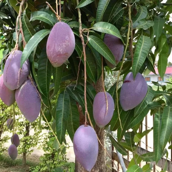 Purple Mango Grafted Live Plant - Image 4