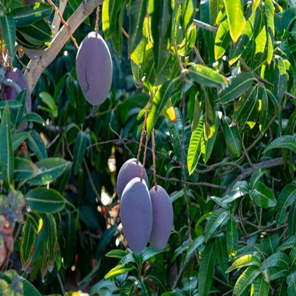 Purple Mango Grafted Live Plant - Image 5