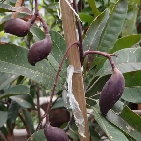 Black Stone Mango Grafted Live Organic Fruit Plant - Image 3