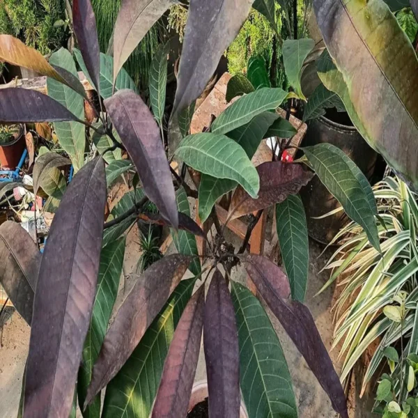 Black Stone Mango Grafted Live Organic Fruit Plant - Image 4