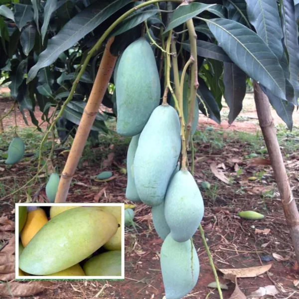 Thai Kujai Qjai Mango Aam Grafted Fruit Live Plant