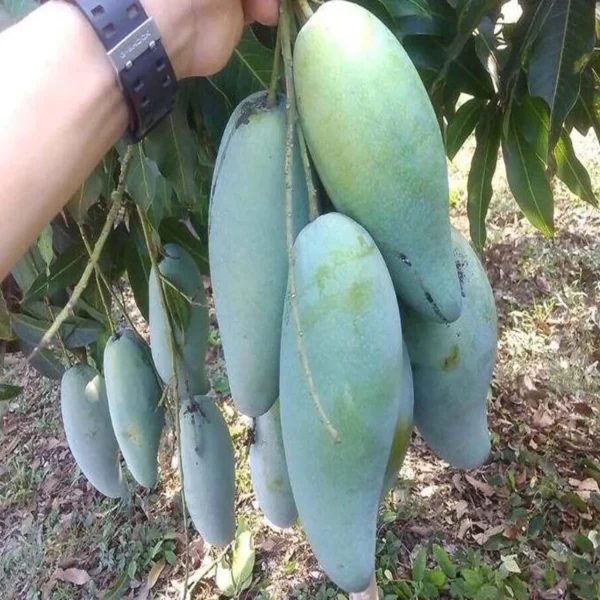 Thai Kujai Qjai Mango Aam Grafted Fruit Live Plant - Image 2