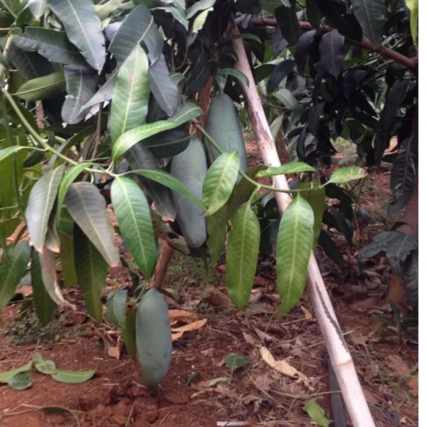 Thai Kujai Qjai Mango Aam Grafted Fruit Live Plant - Image 3