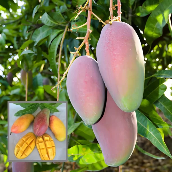 Valencia Pride Mango Aam Grafted Fruit Live Plant