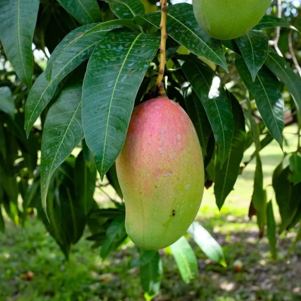 Valencia Pride Mango Aam Grafted Fruit Live Plant - Image 2