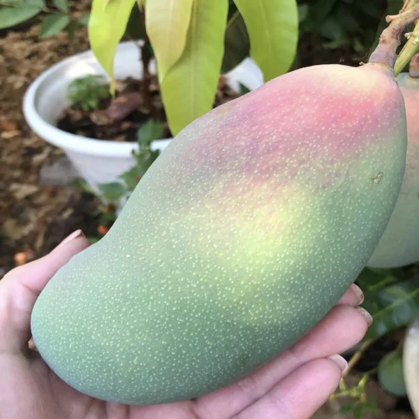 Valencia Pride Mango Aam Grafted Fruit Live Plant - Image 3
