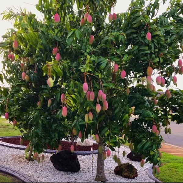 Valencia Pride Mango Aam Grafted Fruit Live Plant - Image 4