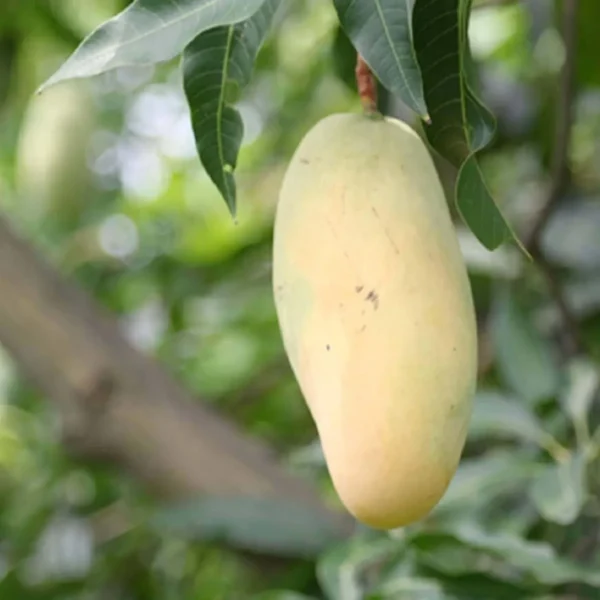 Honeydew Mango Aam Grafted Fruit Live Plant - Image 2