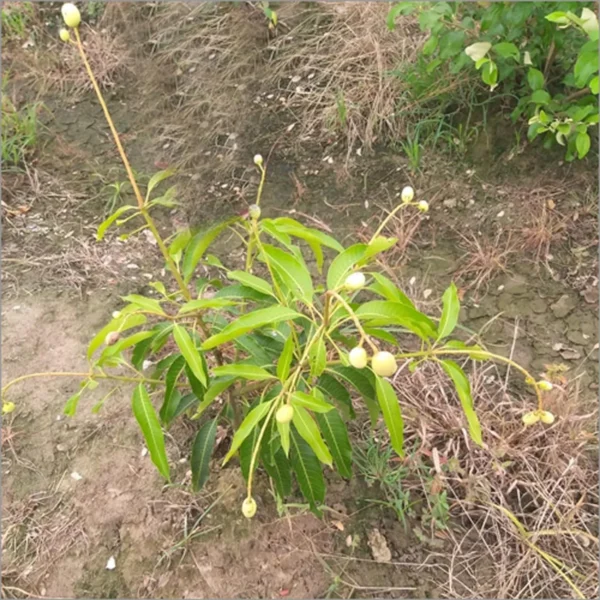 Himsagar Mango Grafted Organic Fruit Plant - Image 2