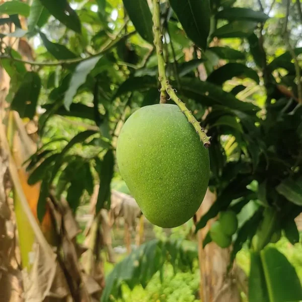 Himsagar Mango Grafted Organic Fruit Plant - Image 3