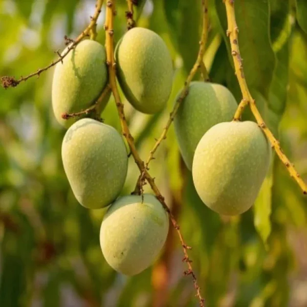 Himsagar Mango Grafted Organic Fruit Plant - Image 4