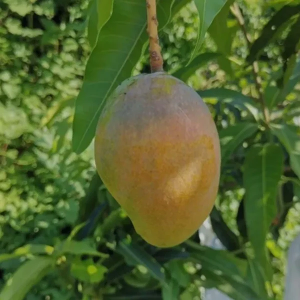 Pusa Surya Mango Aam Grafted Fruit Live Plant - Image 2