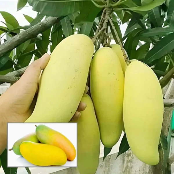 Banana Mango (Grafted) Organic Fruit Plant