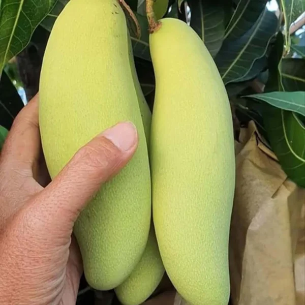 Banana Mango (Grafted) Organic Fruit Plant - Image 2