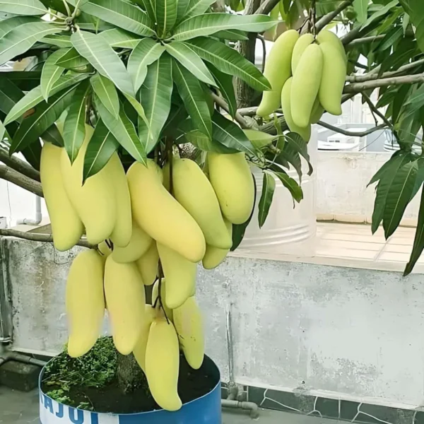 Banana Mango (Grafted) Organic Fruit Plant - Image 3