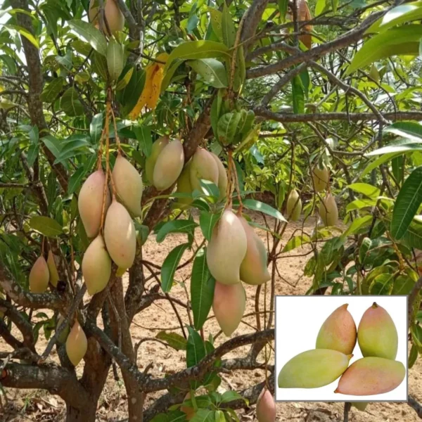 Totapuri Mango Aam Grafted Fruit Live Plant